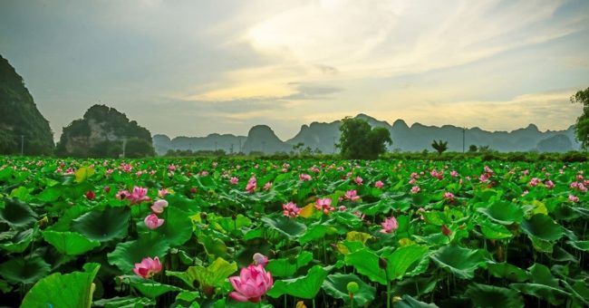 10 cánh đồng sen đẹp bạn nên đi kẻo lỡ … mùa sen 10 cánh đồng sen đẹp bạn nên đi kẻo lỡ … mùa sen
