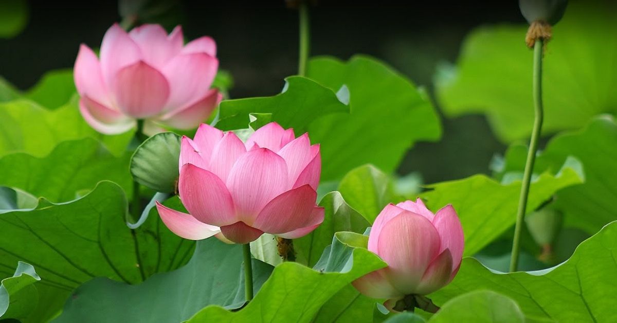 Hình ảnh hoa sen đẹp và tinh khiết nhất cho bạn đọc  Trung Tâm Đào Tạo  Việt Á