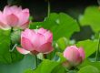 Hoa Sen – Tổng quát, ý nghĩa và công dụng