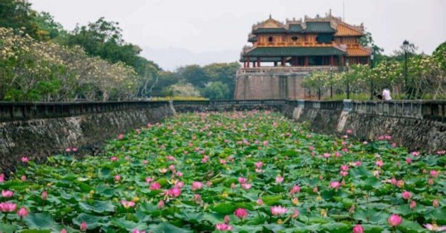 Hoa sen trên dải đất miền Trung Hoa sen trên dải đất miền Trung