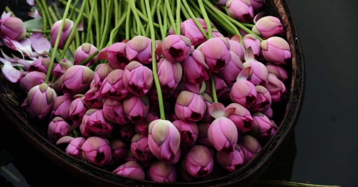 Hương sen ở miền Bắc Tổ quốc Hương sen ở miền Bắc Tổ quốc