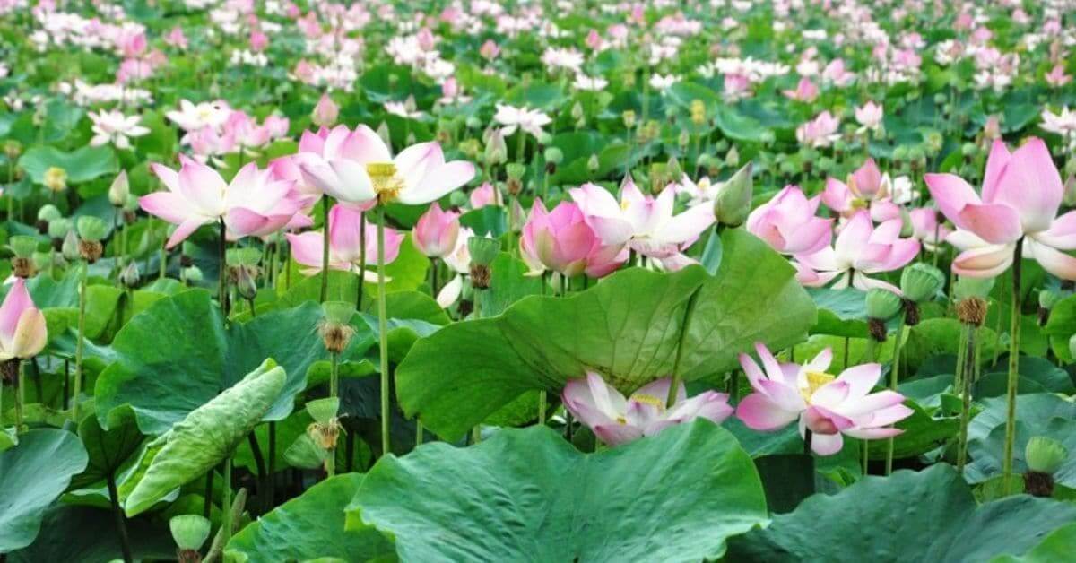 Sắc sen ở miền Nam đất nước Sắc sen ở miền Nam đất nước