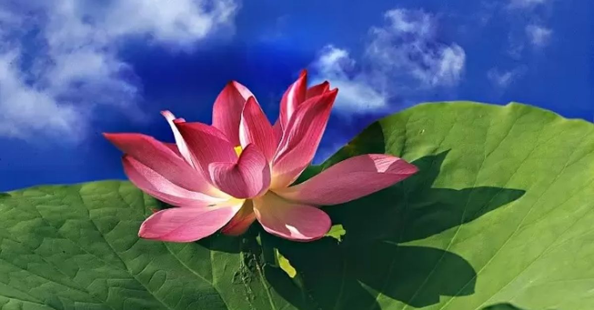 Tác dụng của sen mà ít người biết đến