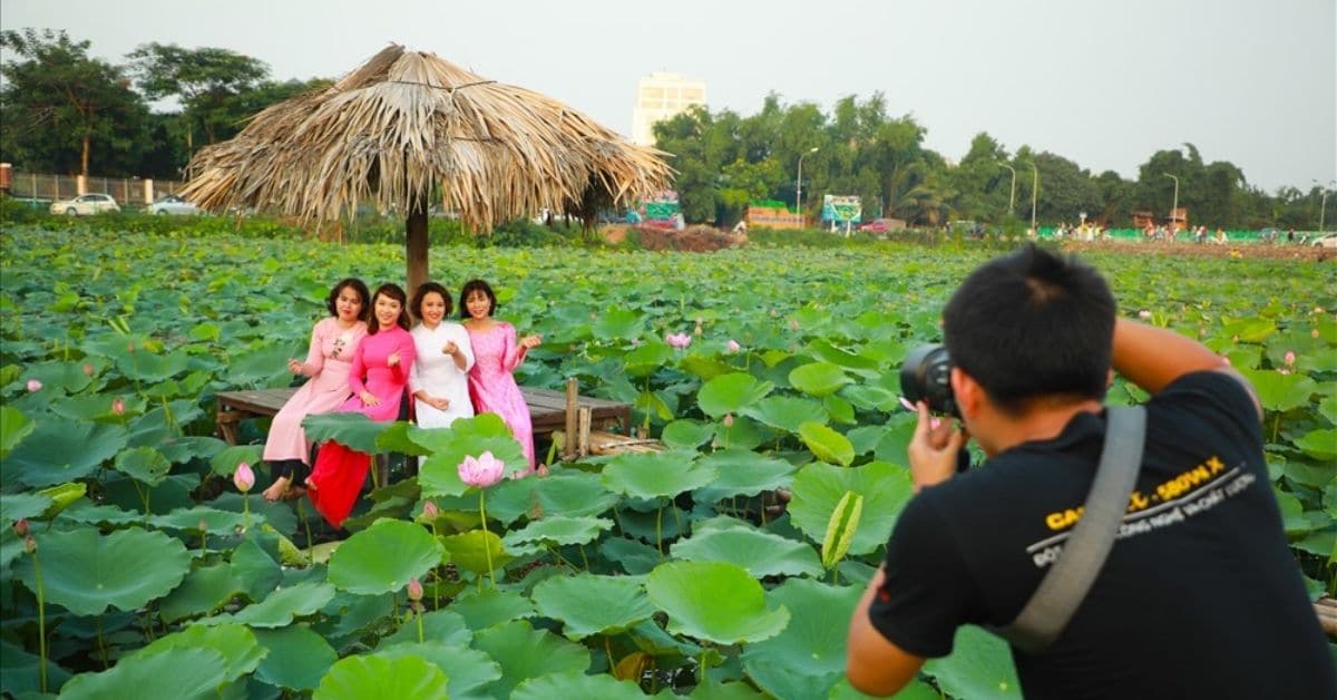 Tăng nguồn thu từ nhiếp ảnh nhờ mùa sen tháng 6 Tăng nguồn thu từ nhiếp ảnh nhờ mùa sen tháng 6