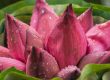 Văn hóa tặng hoa sen theo màu sắc