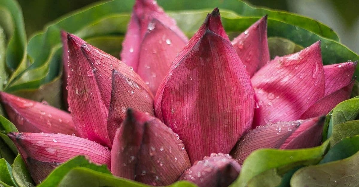 Văn hóa tặng hoa sen theo màu sắc: Văn hóa tặng hoa sen theo màu sắc luôn là truyền thống lâu đời của người Việt. Mỗi màu sắc của hoa sen đều có ý nghĩa riêng, từ tình cảm, lòng biết ơn đến sự may mắn và thành công. Hãy khám phá và tìm hiểu thêm về văn hóa tặng hoa sen để truyền tải điều gì đó đặc biệt đến với những người bạn yêu thương.