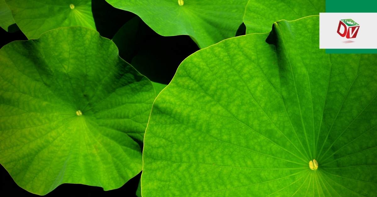 tac-dung-cua-la-sen Tác dụng của lá sen