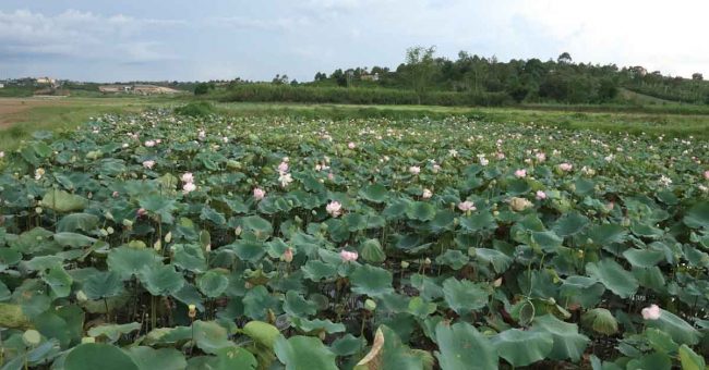 Cách Trồng Củ Sen Và Cách Chăm Sóc Sen Lấy Củ Sen Bạn Cần Biết Cách Trồng Củ Sen Và Cách Chăm Sóc Sen Lấy Củ Sen Bạn Cần Biết