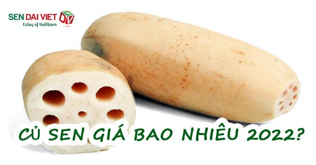Củ Sen Giá Bao Nhiêu 1Kg 2022? Mua Củ Sen Ở Đâu TPHCM Giá Tốt Củ Sen Giá Bao Nhiêu 1Kg 2022? Mua Củ Sen Ở Đâu TPHCM Giá Tốt