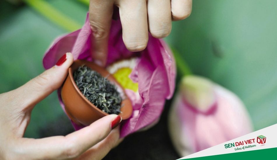 Ướp trà hoa sen theo cách ướp xổi