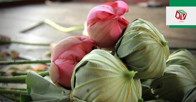 cach-uop-tra-sen Cách ướp trà sen