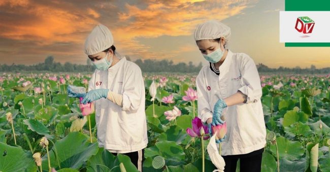 tra-hoa-sen-uop-tren-canh-dong Trà hoa sen ướp trên cánh đồng