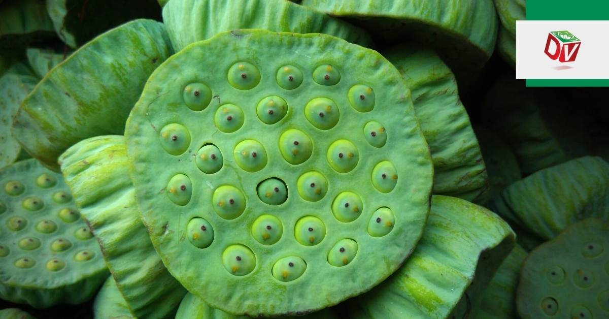 thu-mua-guong-sen Thu mua gương sen