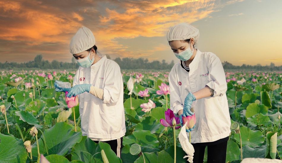 Trà sen được ướp trên cánh đồng Sen Đại Việt tại vùng đất sen hồng