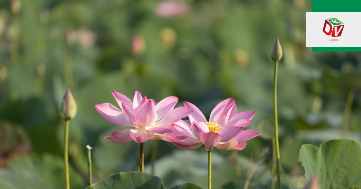 Nhu cầu thuê đất nông nghiệp