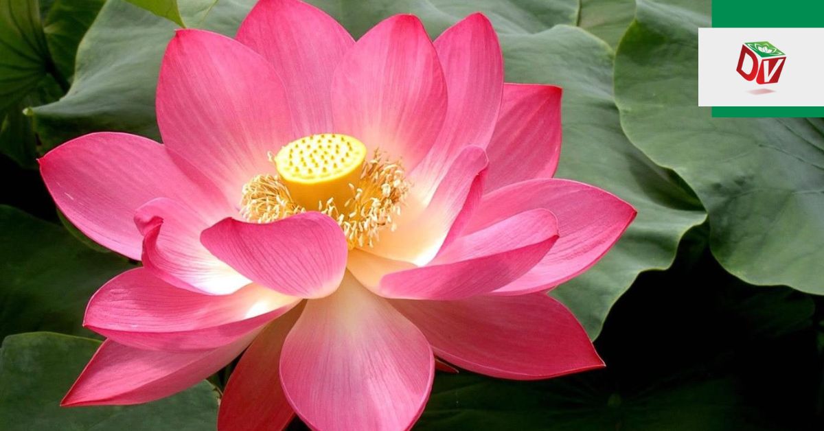 dac-diem-va-bai-thuoc-chua-benh-tu-sen đặc điểm và bài thuốc chữa bệnh từ sen