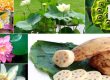 Giải mã bí ẩn những bộ phận của cây sen