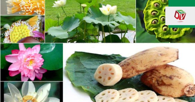 giai-ma-bi-an-nhung-bo-phan-cua-cay-sen Giải mã bí ẩn những bộ phận của cây sen