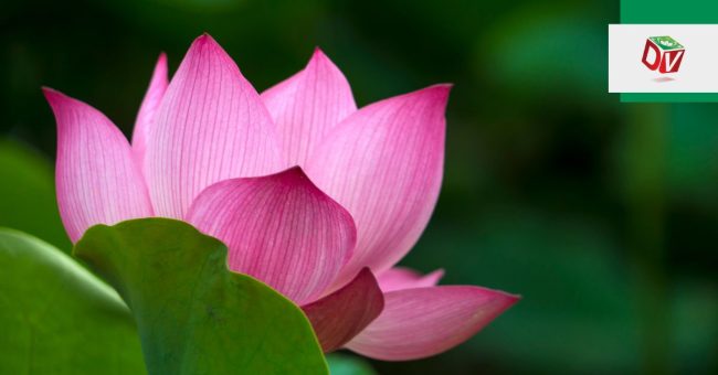 tac-dung-cua-hoa-sen Tác dụng của Hoa sen