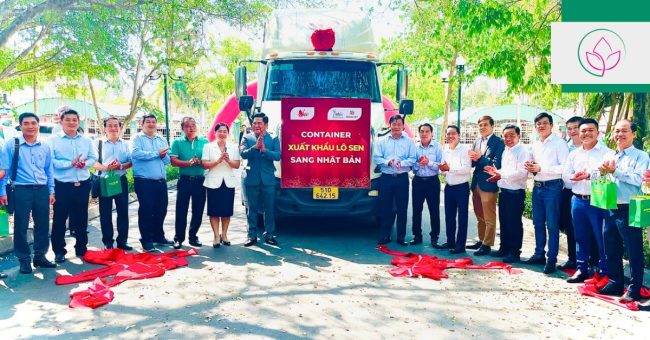 cu-sen-viet-nam-xuat-khau-di-nhat Củ sen Việt Nam xuất khẩu đi Nhật