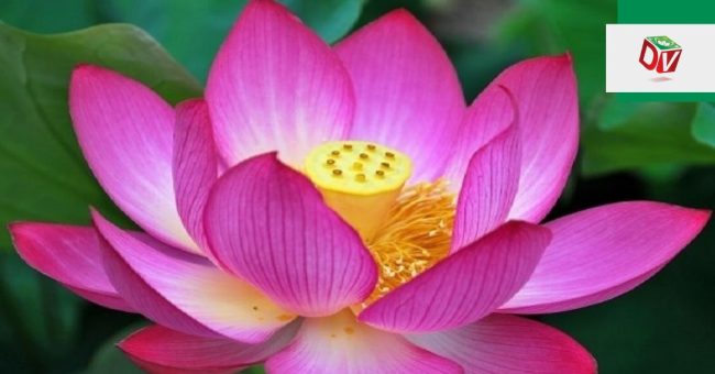 y-nghia-cua-hoa-sen-theo-mau-sac Ý nghĩa của hoa sen theo màu sắc