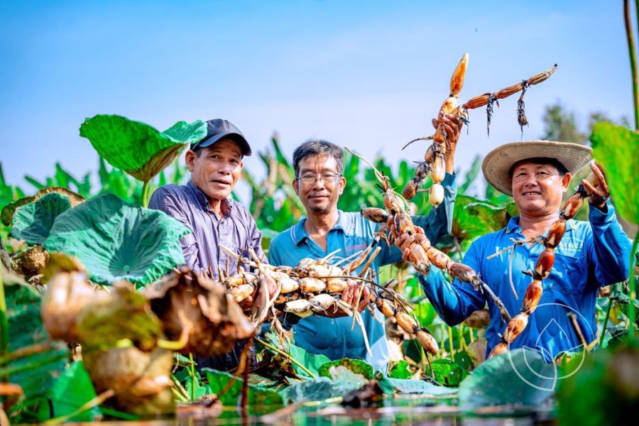 Củ sen đông lạnh