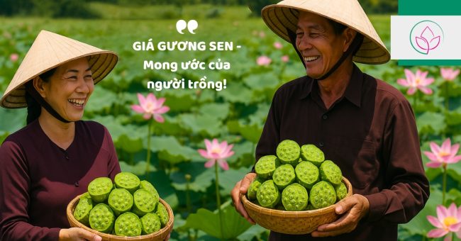 gia-guong-sen1 Giá gương sen
