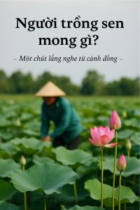 Người trồng sen mong gì